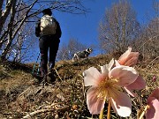 21 Ellebori rosa in fiore sul sentiero